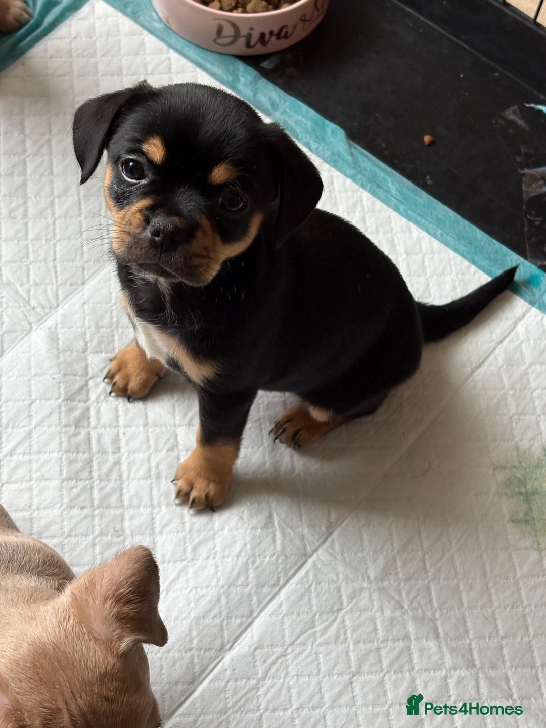 Mixed Breed dogs for sale: French bullhuahua - Image 3