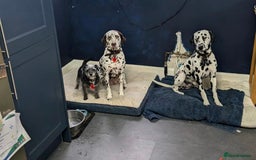 Dalmatian dogs for sale: 9 week old Dalmatian puppies available  - Advert 10