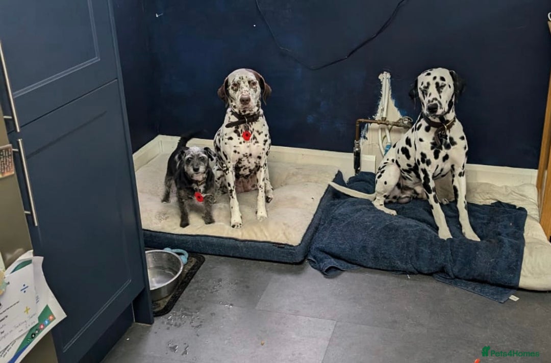 Dalmatian dogs for sale: 9 week old Dalmatian puppies available  - Advert 10