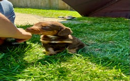 Cocker Spaniel dogs for sale: KC Registered Working Cocker Spaniel Puppies  in Shepton Mallet - Image 9