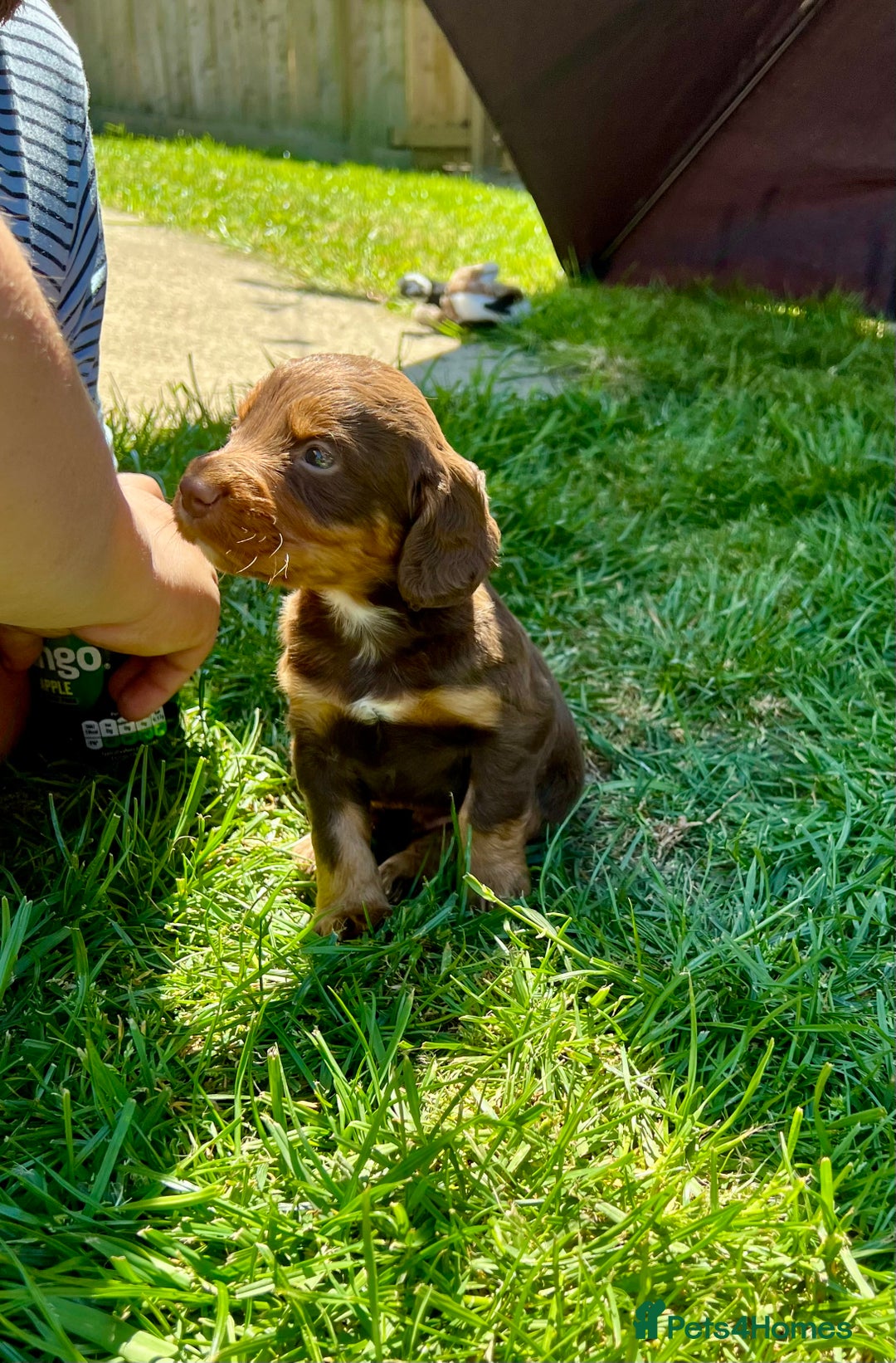 Cocker Spaniel dogs for sale: KC Registered Working Cocker Spaniel Puppies  in Shepton Mallet - Image 9