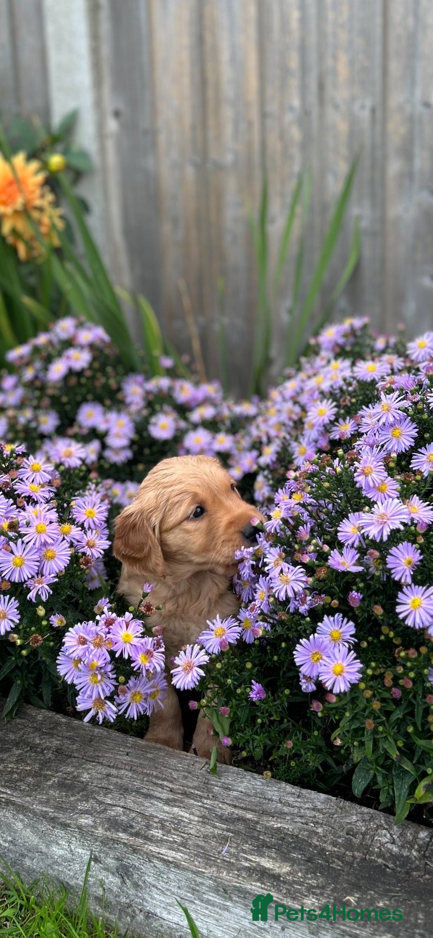 Golden Retriever dogs Very Dark Golden Retriever Puppies  - Advert 2