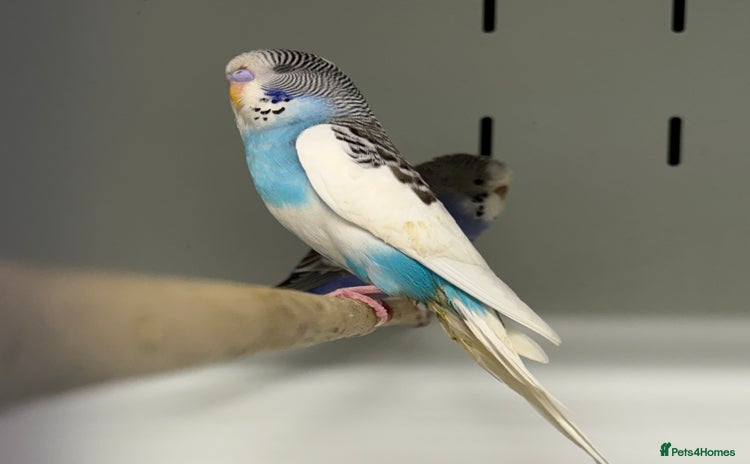 Budgerigars birds - Advert 6