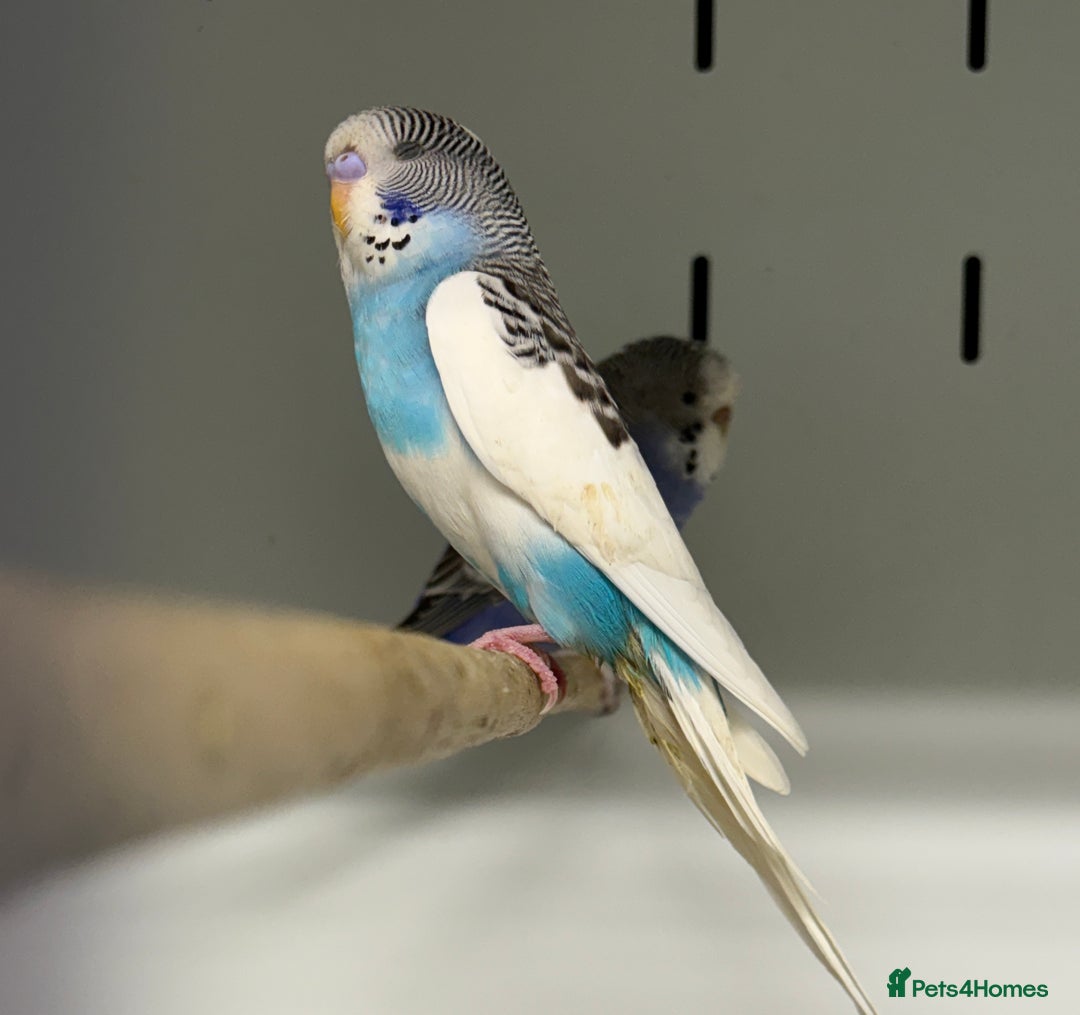 Budgerigars birds for sale: Beautiful baby budgies  - Image 1