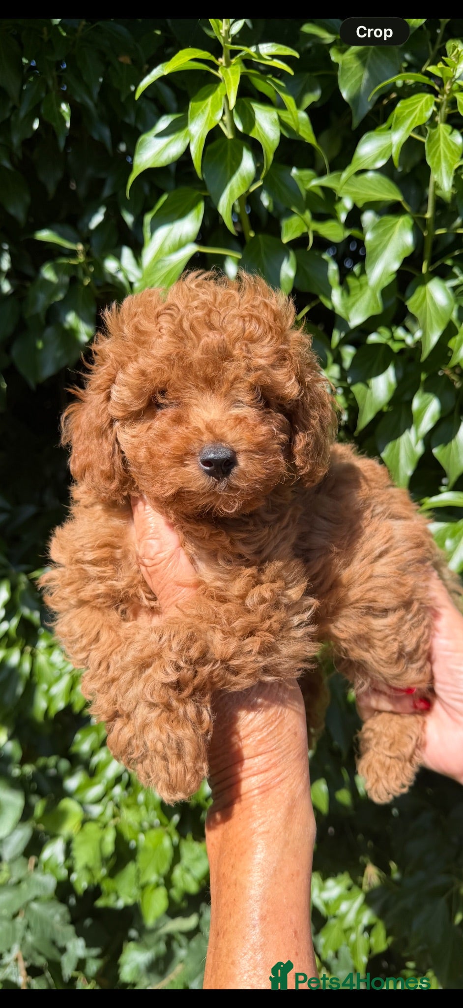 Toy Poodle dogs KENNEL CLUB REGISTERED TOY POODLE FEMALE!! - Advert 10