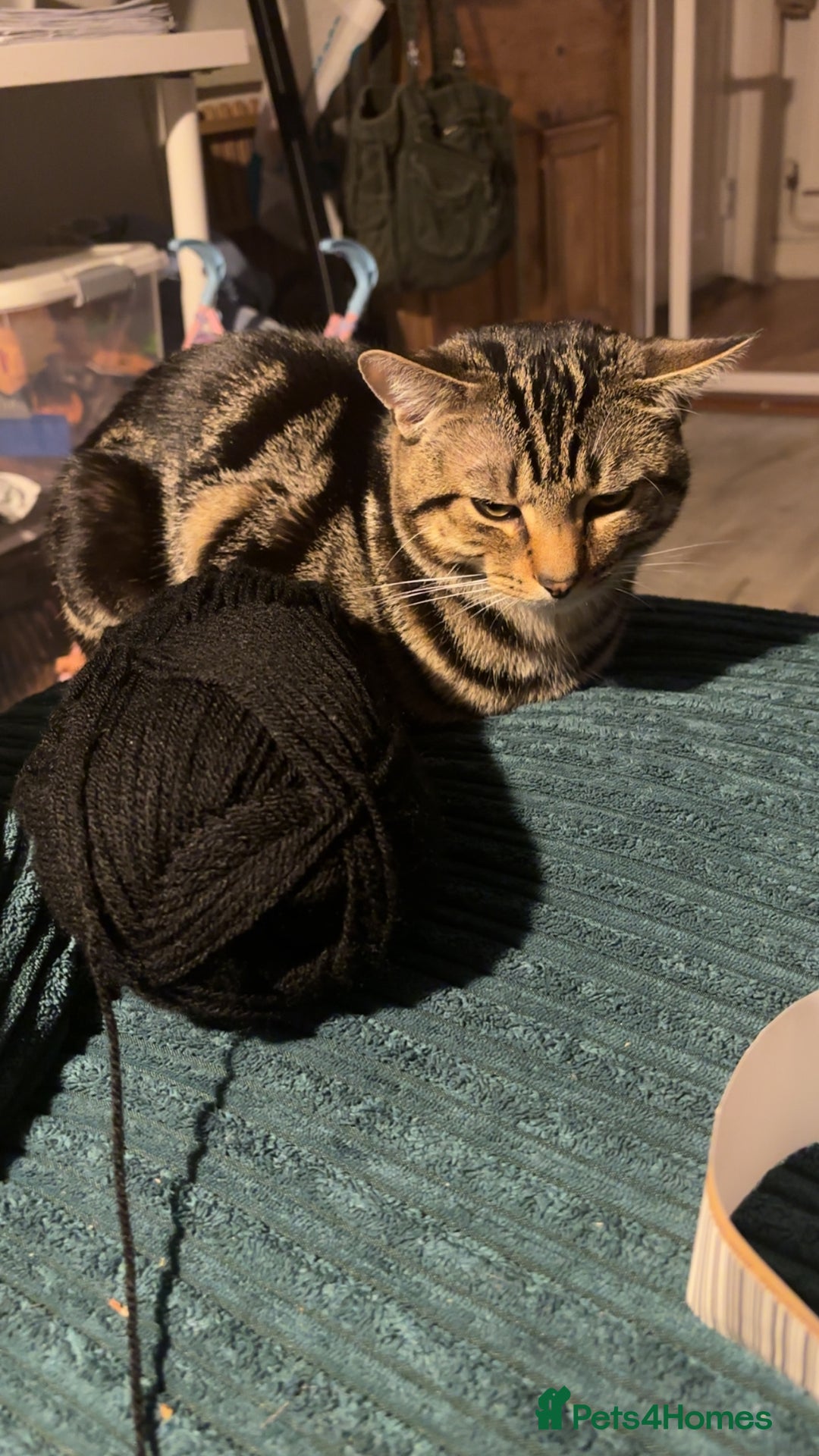 Mixed Breed cats for sale: Tigger  - Advert 4