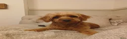 Labradoodle dogs for sale: ✨️F1bb miniture labradoodles✨️ - Advert 7