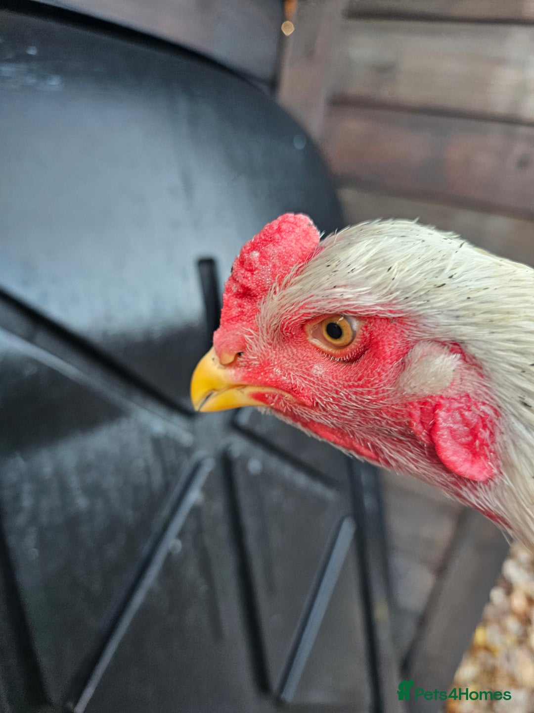 Chickens poultry for sale: O shamo german 7 months old  - Advert 6