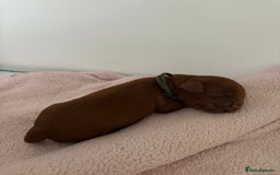 Cavapoo dogs for sale: Extensively Tested Stunning Toy F1 Red Cavapoo’s - Image 9
