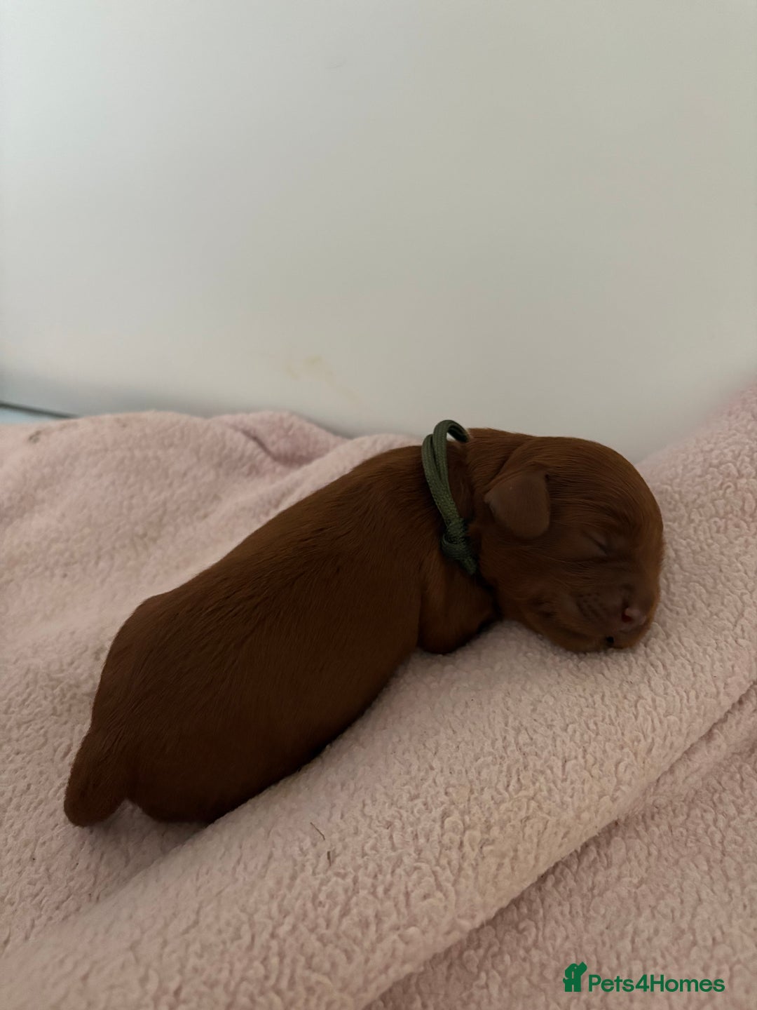 Cavapoo dogs for sale: Extensively Tested Stunning Toy F1 Red Cavapoo’s - Image 9
