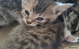 Maine Coon cats for sale: Main coon/ British short hair mix - Image 7