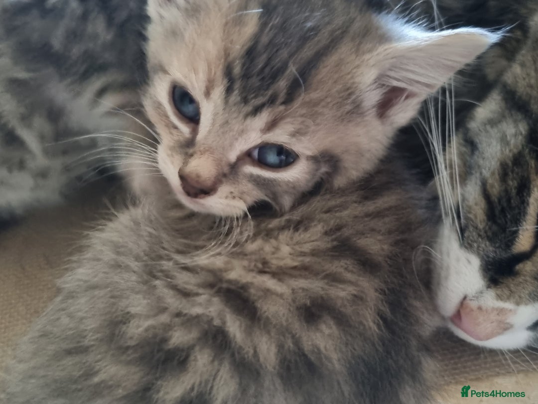 Maine Coon cats for sale: Main coon/ British short hair mix - Image 7