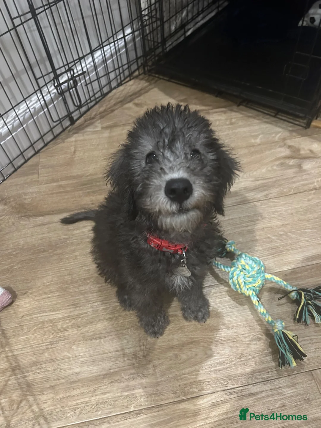 Bedlington Terrier dogs for sale: Bedlington puppy - Advert 1