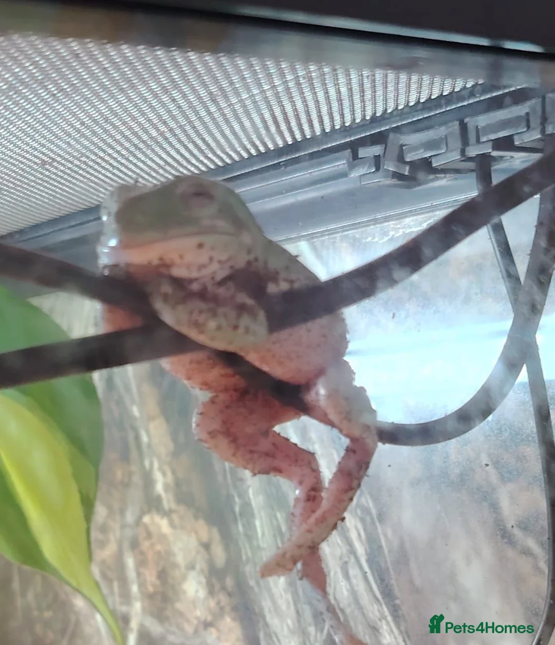 Frog reptiles for sale: Tropical white tree frogs  - Advert 2