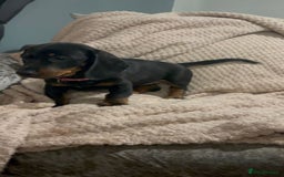 Dachshund dogs for sale: Beautiful standard dachshund litter   - Image 10