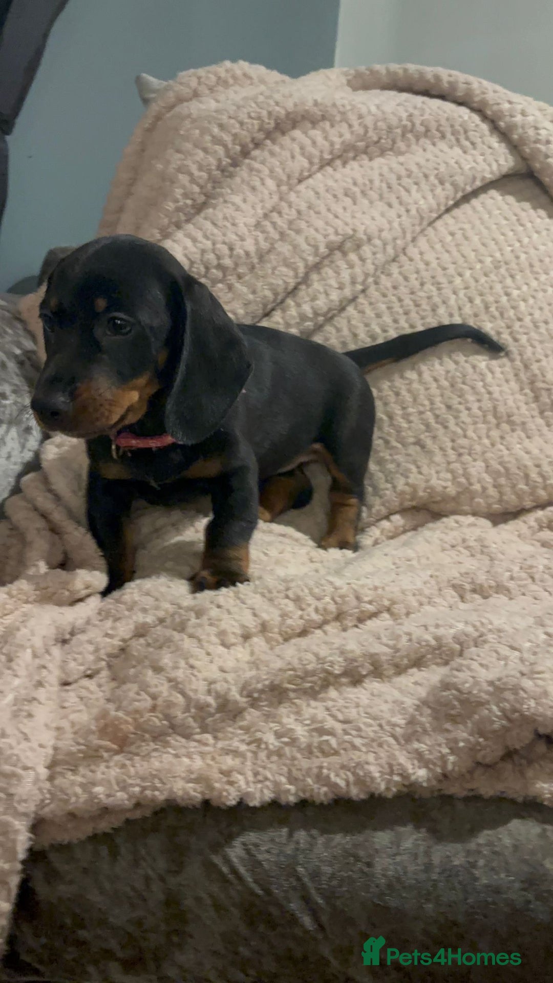 Dachshund dogs for sale: Beautiful standard dachshund litter   - Image 10