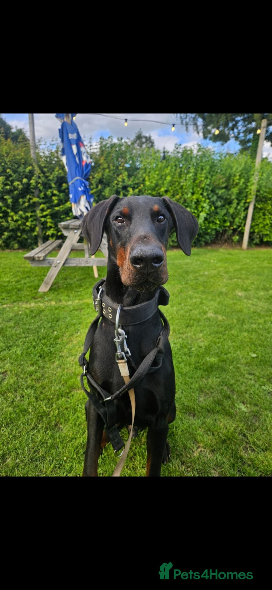 Dobermann dogs 🖤 EXCEPTIONAL IMPORTED EUROPEAN DOBERMAN STUD 🖤 - Advert 2