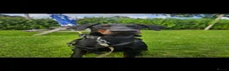Dobermann dogs for stud:  KING – ELITE IMPORTED EUROPEAN DOBERMAN STUD🖤 - Advert 1