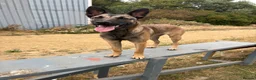 Belgian Shepherd Dog dogs for sale: Female Belgian shepherd  in Leeds - Advert 4