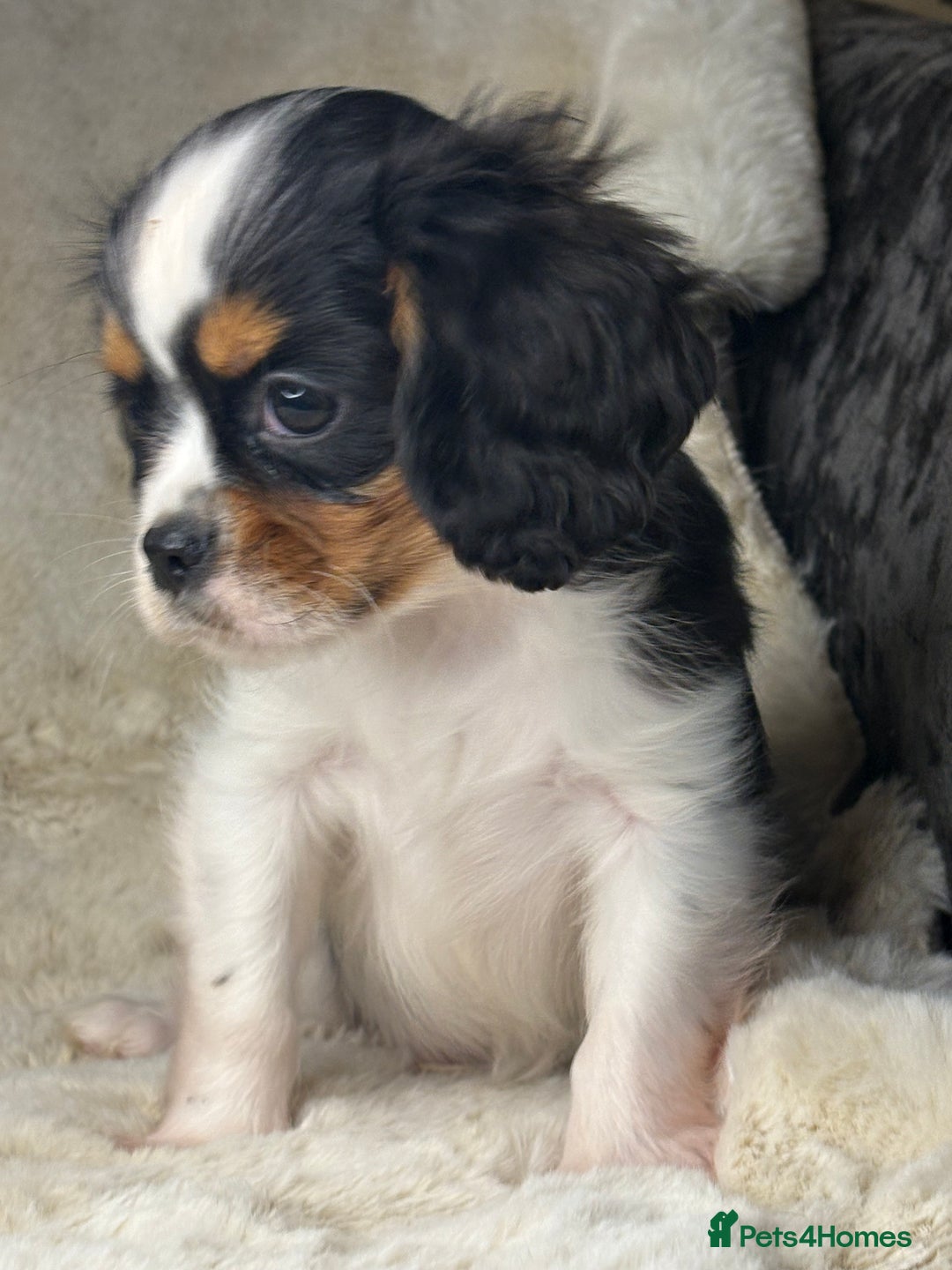 Cavalier King Charles Spaniel dogs for sale: Health tested cavalier puppies  - Advert 27