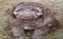 Labradoodle dogs for sale: Outstanding Part Trained Labradoodles F1b - Image 6