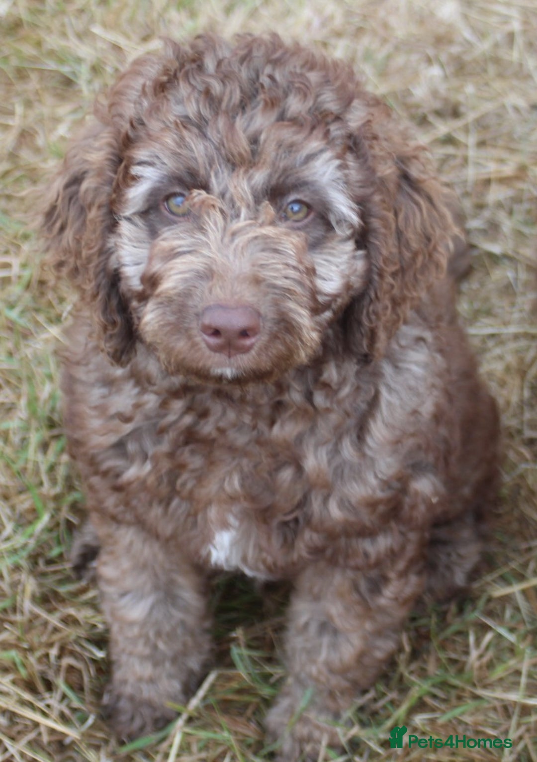Labradoodle dogs for sale: Outstanding Part Trained Labradoodles F1b - Image 6