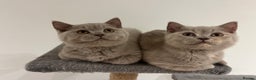 British Shorthair cats for sale: Pedigree British Shorthair Kittens Golden & Lilac - Advert 11