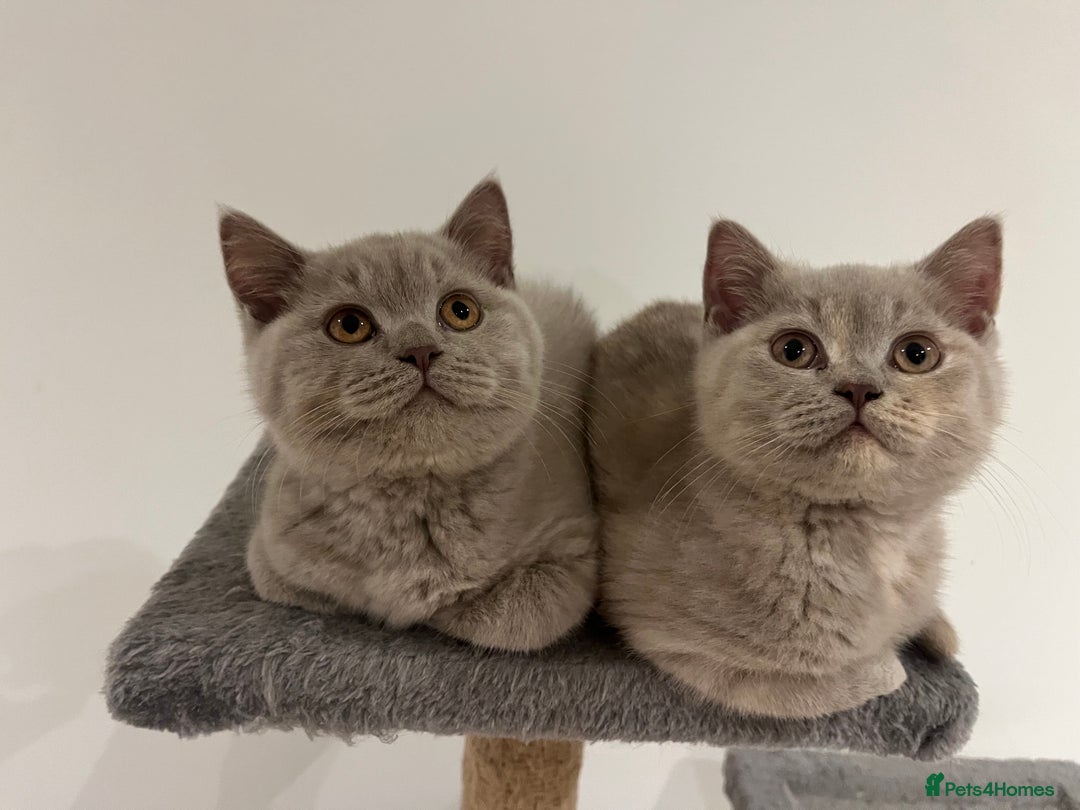 British Shorthair cats for sale: Pedigree British Shorthair Kittens Golden & Lilac - Advert 11