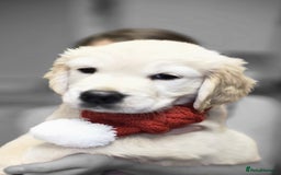 Golden Retriever dogs for sale: Beautiful KC Golden Retriever Babies  - Image 10