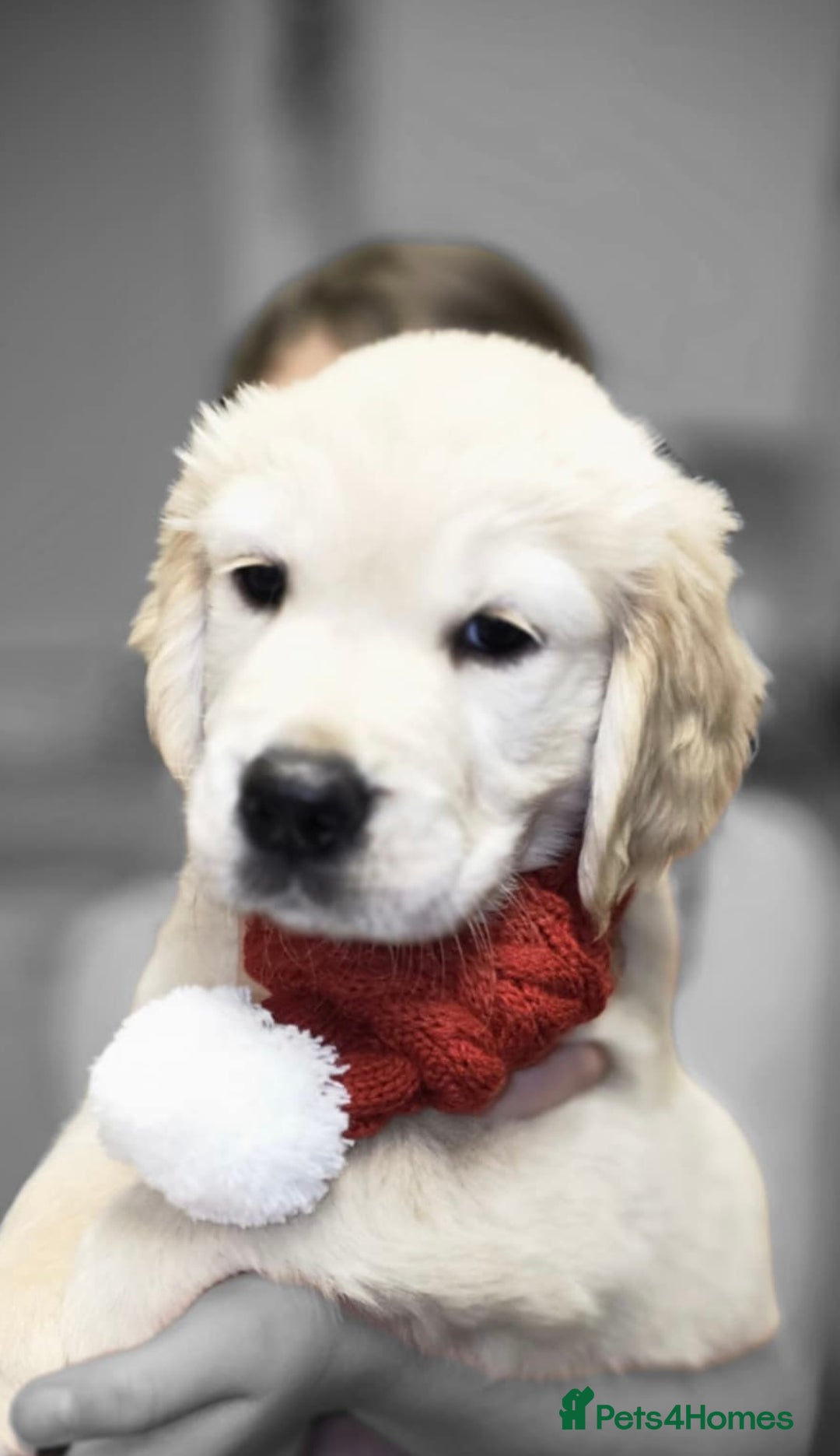 Golden Retriever dogs for sale: Beautiful KC Golden Retriever Babies  - Image 10