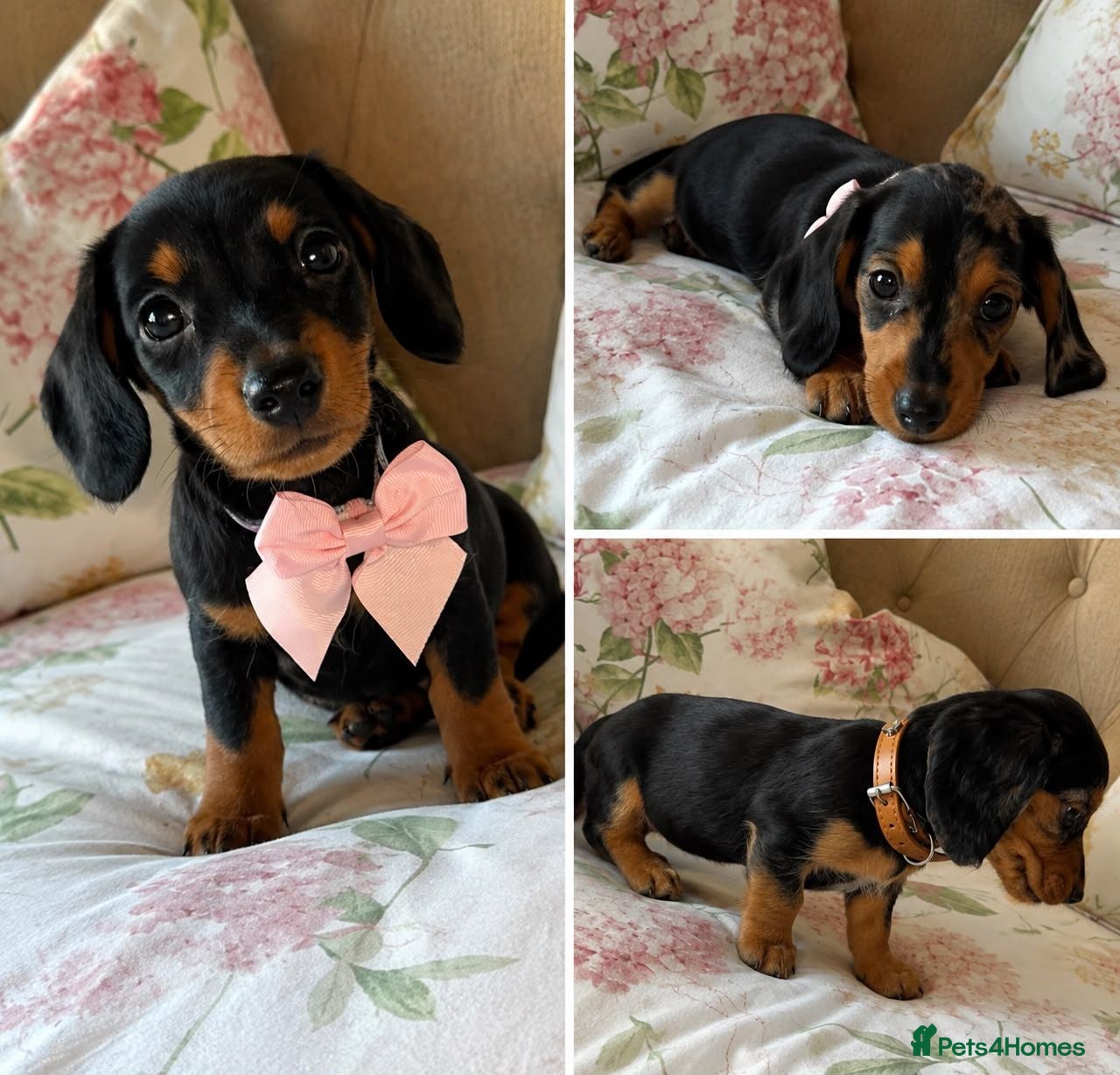 Dachshund dogs Miniture dachshunds Ready to go - Advert 10