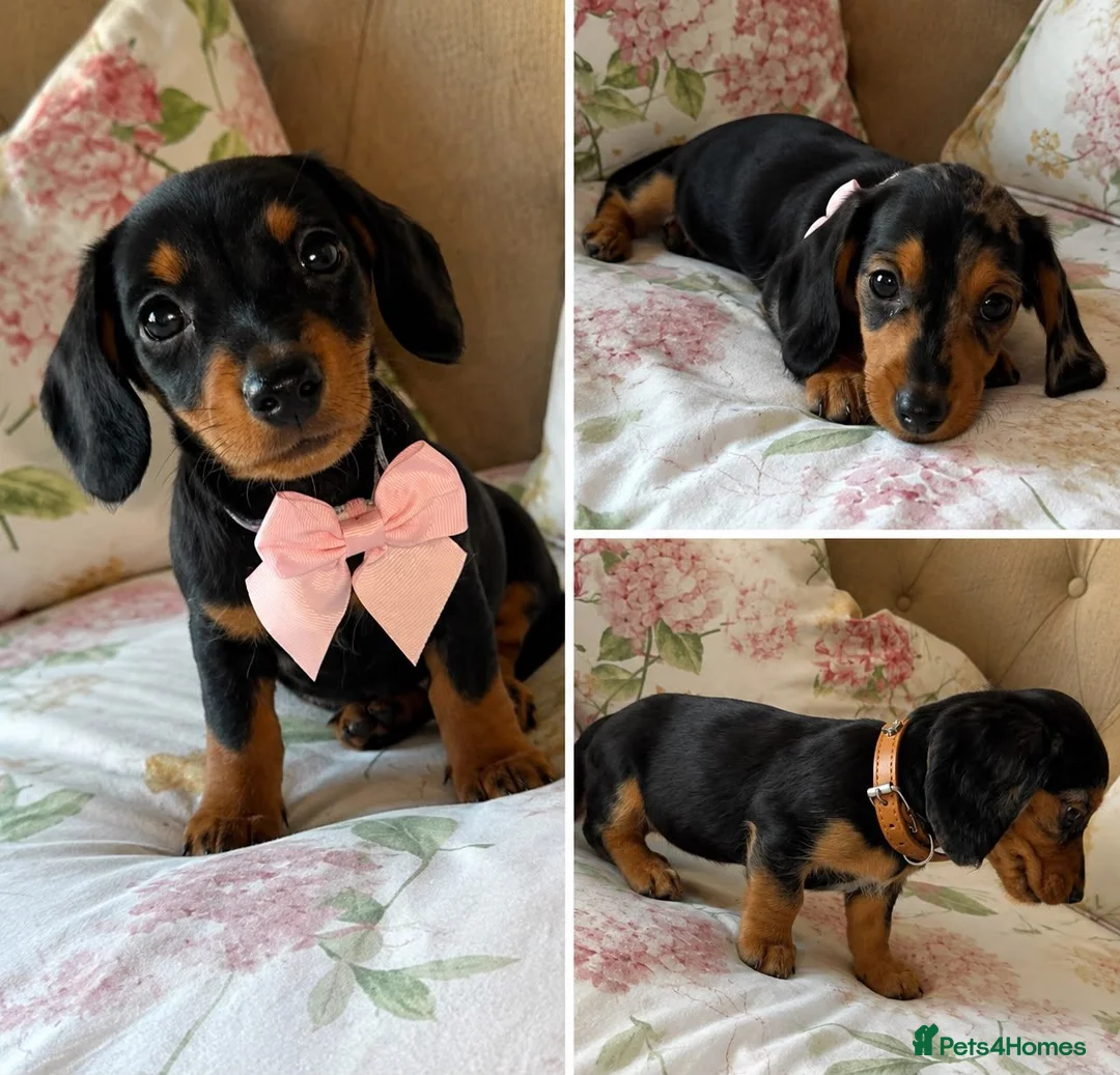 Dachshund dogs for sale: Miniture dachshunds Ready to go in Mitcham - Advert 1
