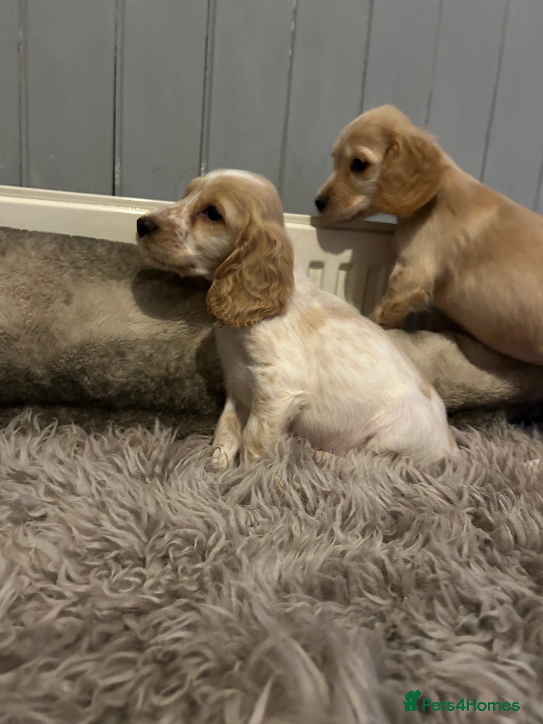 Cocker Spaniel dogs for sale: Health tested cocker spaniel puppies  - Advert 2