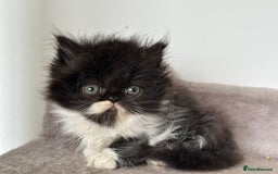 Persian cats for sale:  1 boy left !Adorable  Persian kittens available  - Image 7