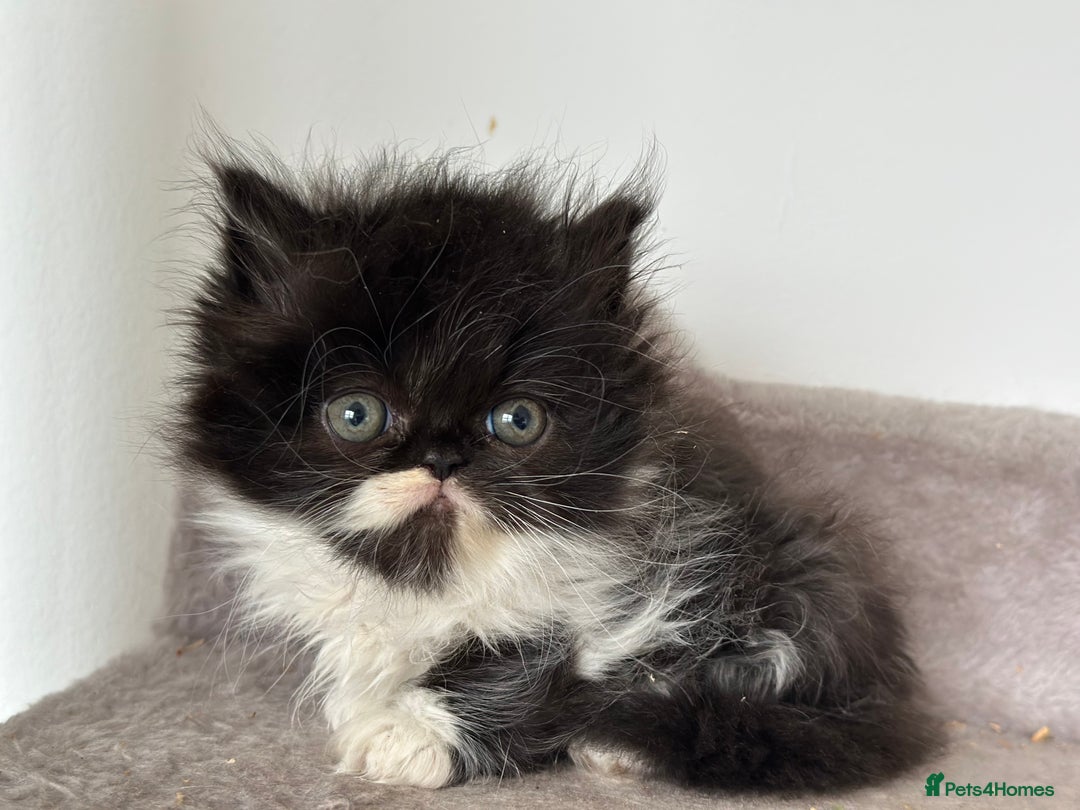 Persian cats for sale:  1 boy left !Adorable  Persian kittens available  - Image 7