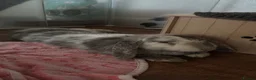 British Giant rabbits for sale: 2 Females in Dartford - Advert 3