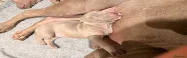 Puppy 5