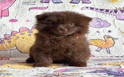 Chow Chow dogs for sale: Exotic colour chowsky puppies for sale  - Image 4