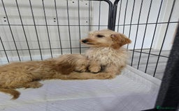 Cockapoo dogs for sale: Cockerpoos - Image 5