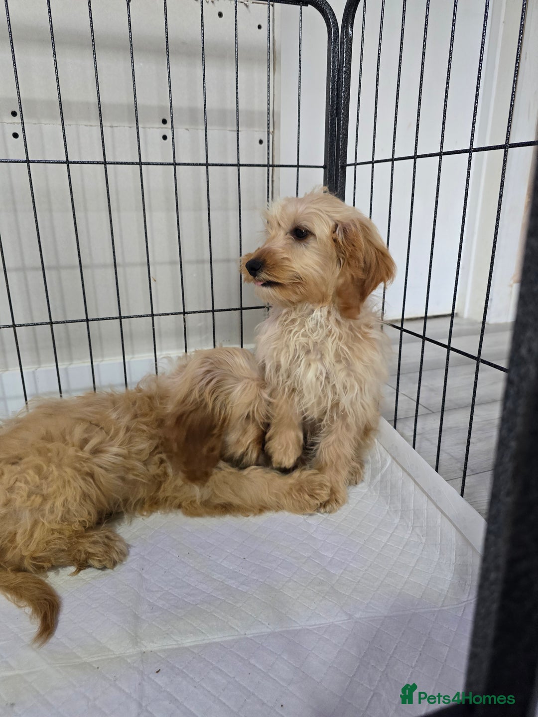 Cockapoo dogs for sale: Cockerpoos - Image 5