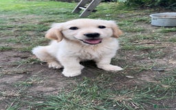 Golden Retriever dogs for sale: Beautiful litter of golden retriever puppies - Image 1