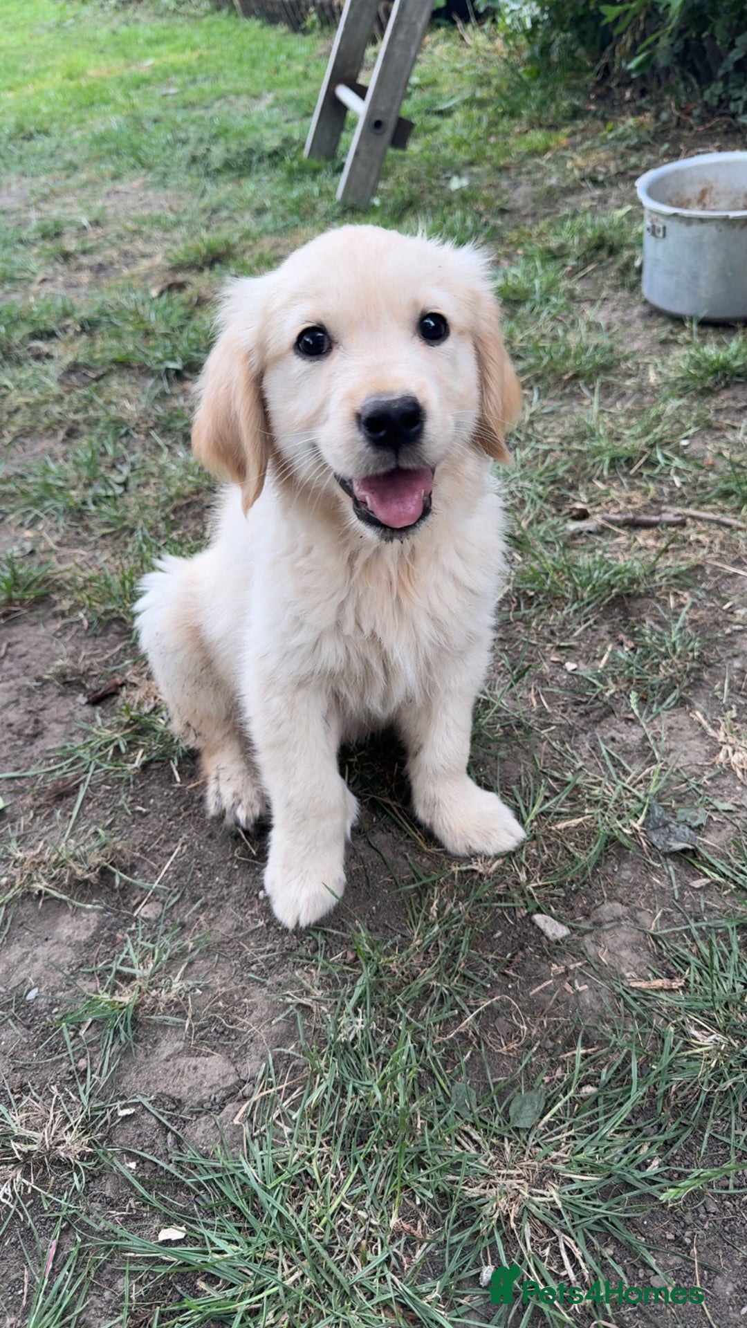 Golden Retriever dogs for sale: Beautiful litter of golden retriever puppies - Image 1