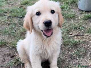 Golden Retriever dogs - Advert 26