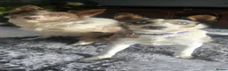 Border Collie dogs for sale: Blue eyed Red Merle  - Advert 7