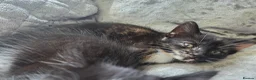 Mixed Breed cats for sale: KITTENS READY NOW in Sidmouth - Advert 5