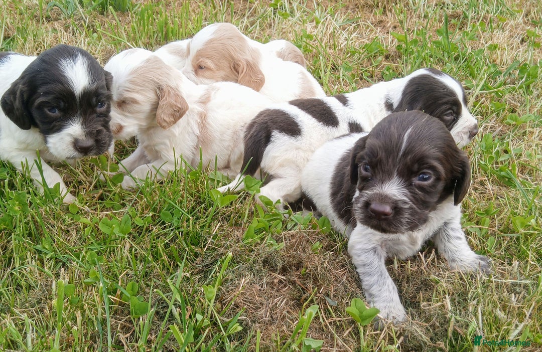Sprocker dogs for sale: Beautiful f2 sprockers - Image 9