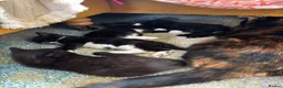 Mixed Breed cats for sale: 4 healthy black and black and kittens  - Advert 3