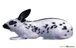 Havana rabbits for sale: Havana Rabbits & English Spot - Advert 2