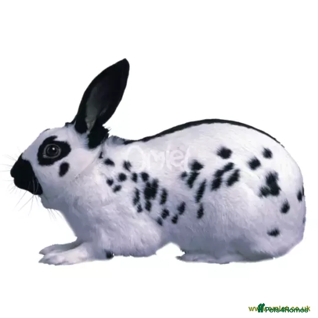 Havana rabbits for sale: Havana Rabbits & English Spot - Advert 2