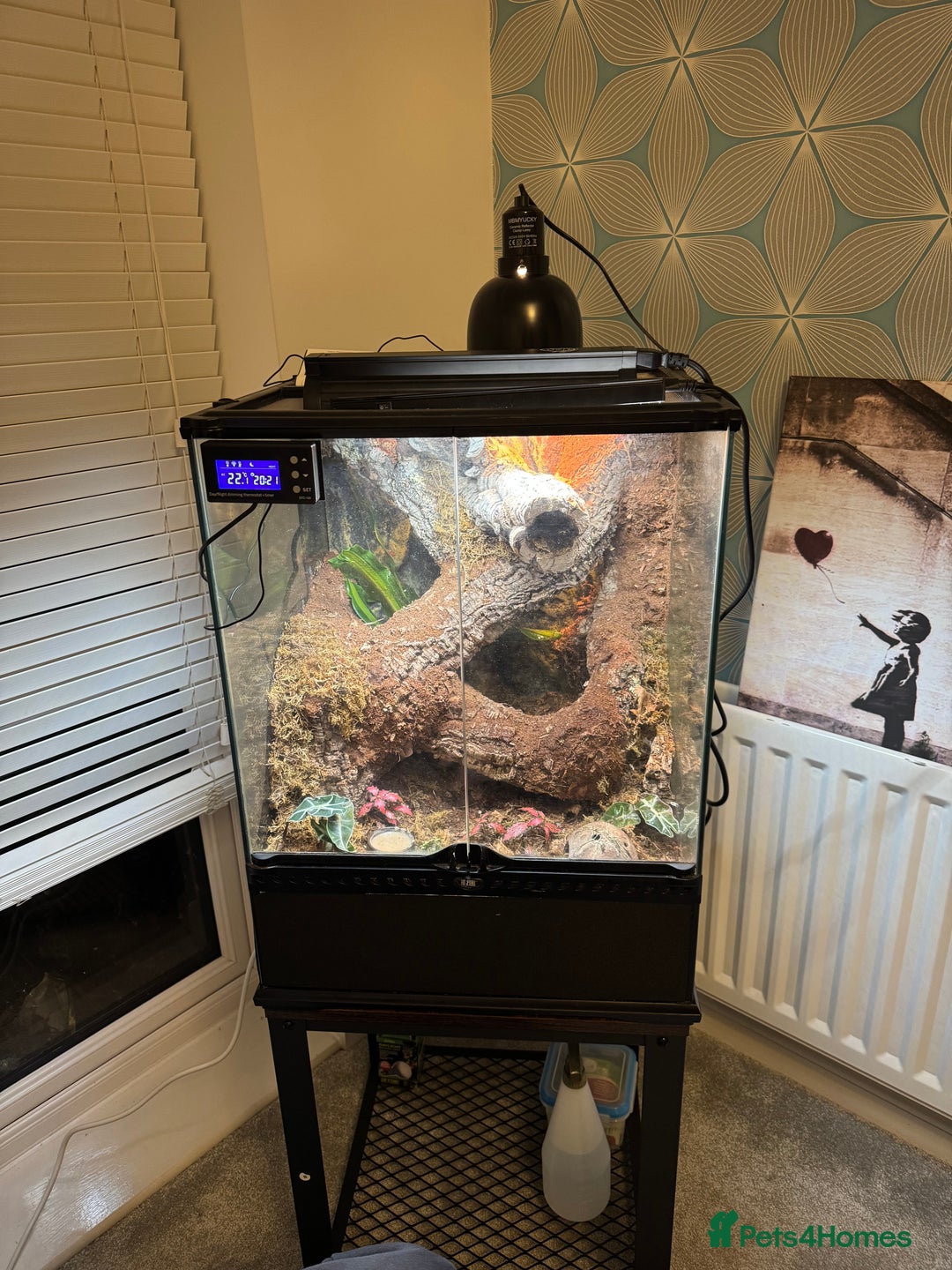 Gecko reptiles for sale: Crested gecko  - Advert 2